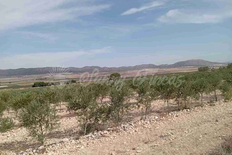 Finca i Yecla, Murcia, Yecla - € 350.000 | Ref: SF0507 - foto 3